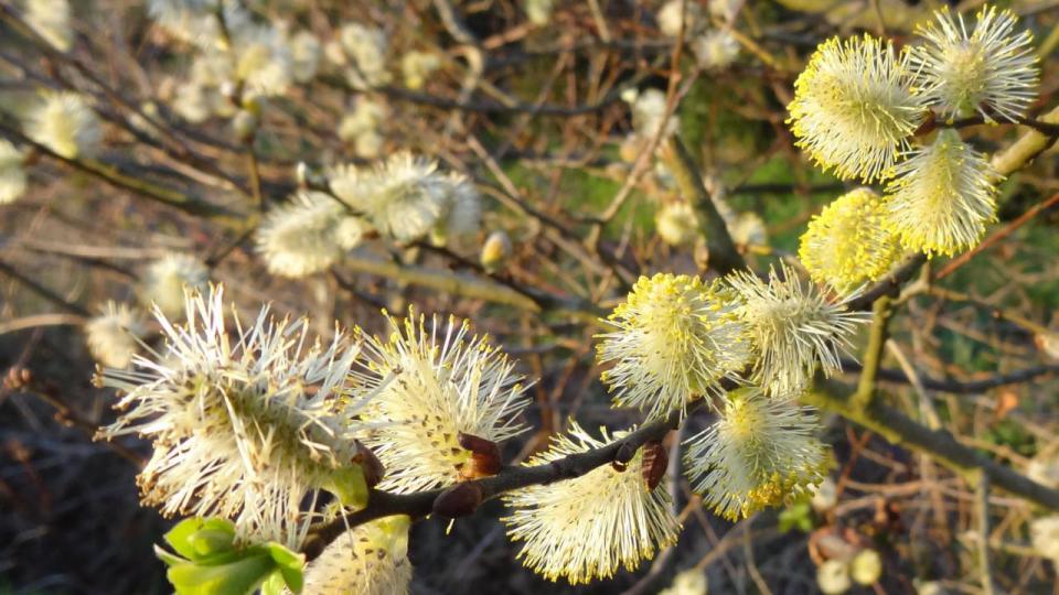 Natuurfoto s april 2016 06 - Yvo Geerts