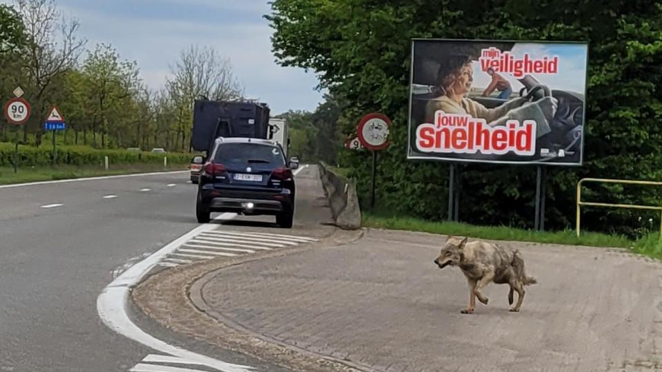 Wolf in Mol Heidehuizen en Mol Ezaart gespot