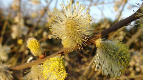 Natuurfoto s april 2016 01 - Yvo Geerts