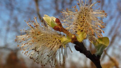 Natuurfoto s april 2016 07 - Yvo Geerts