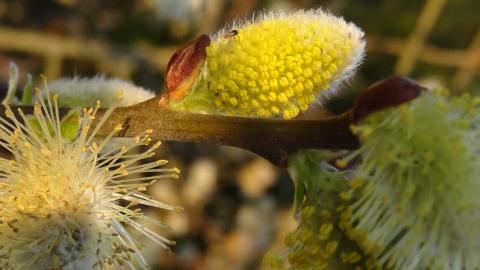 Natuurfoto s april 2016 09 - Yvo Geerts