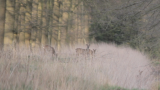 Vier reeën gespot in Mol Postel