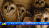 Jonge kerkuilen boos op camera